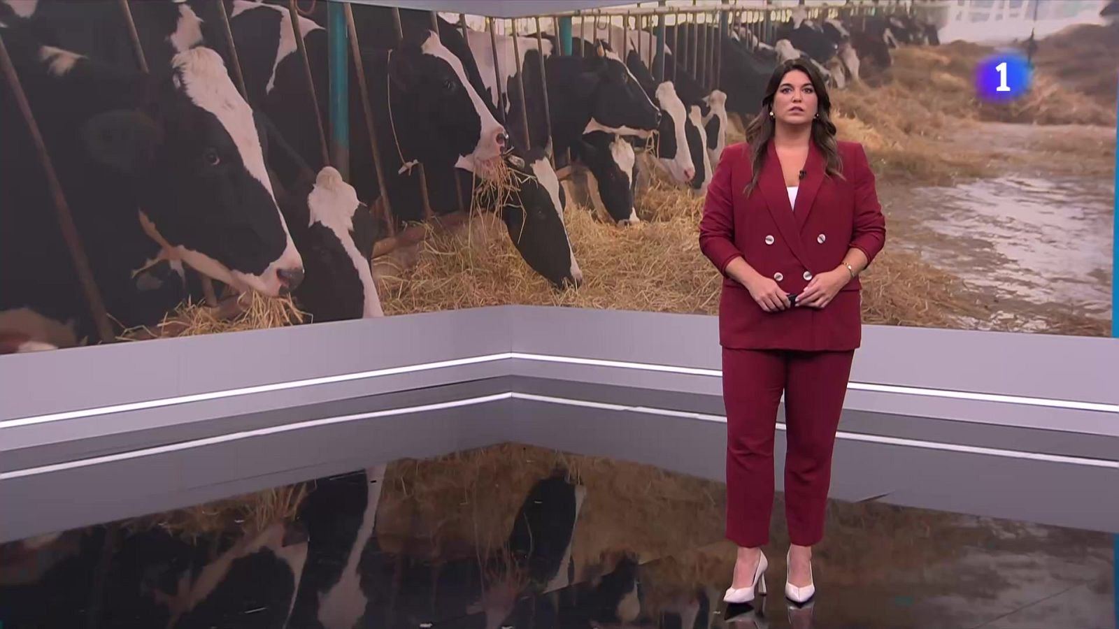 90.000 vaques immobilitzades per la Dermatosi Nodular - L'Informatiu | Veure