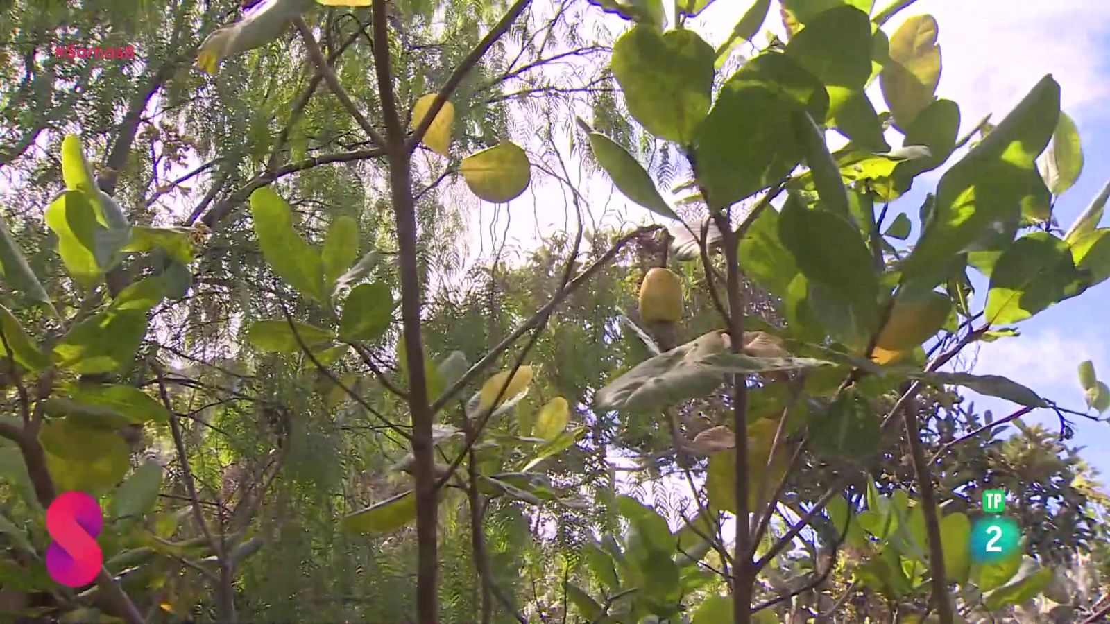 Somos 8 - 07/10/2025 - Somos 8 | Ver