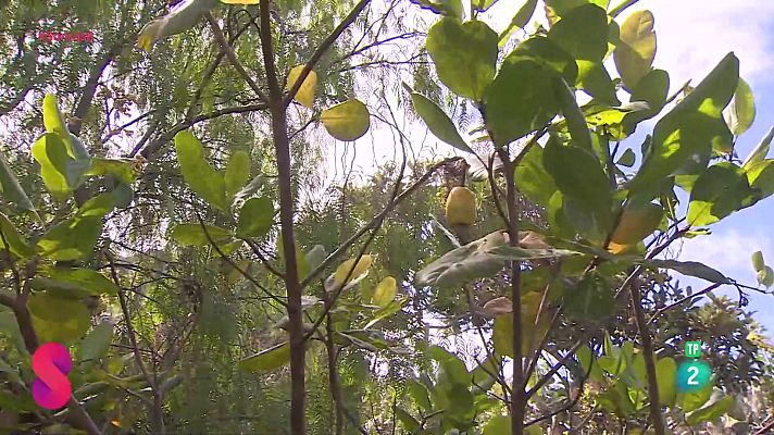 Somos 8 - Somos 8 - 07/10/2025