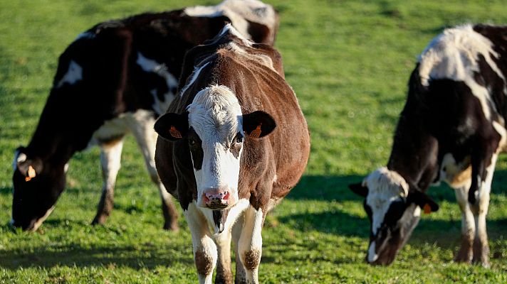 Telediario 1 - Empieza en Cataluña la campaña de vacunación de ganado contra la dermatosis nodular
