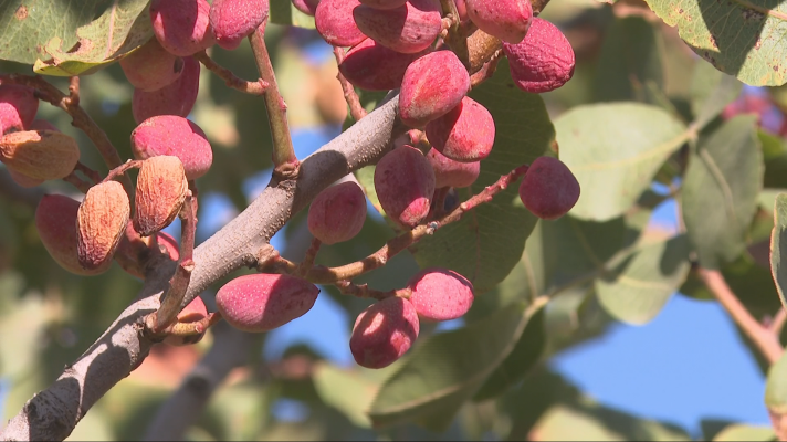 L'Informatiu - Bona collita de festucs a Ponent