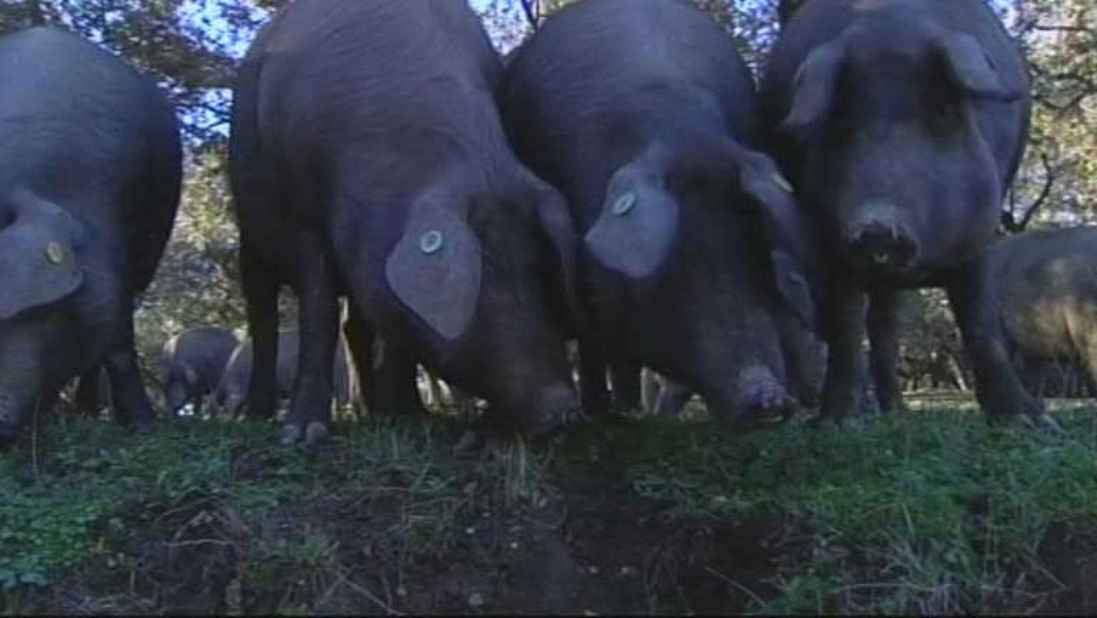 Los jamones, lomos y paletillas ibéricas tendrán tres nuevas categorías