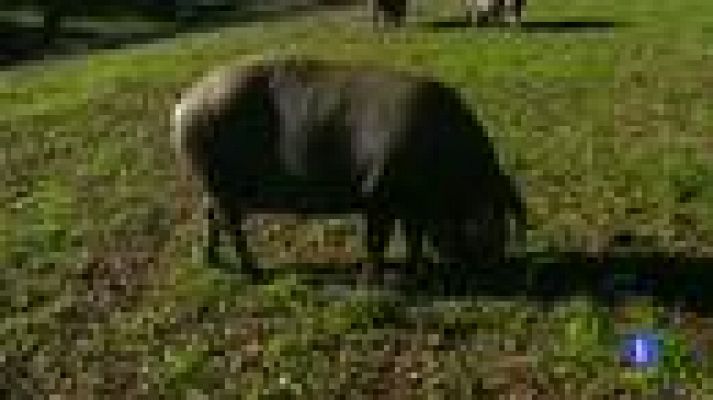 Telediario 1 - Los jamones, lomos y paletillas ibéricas tendrán tres nuevas categorías