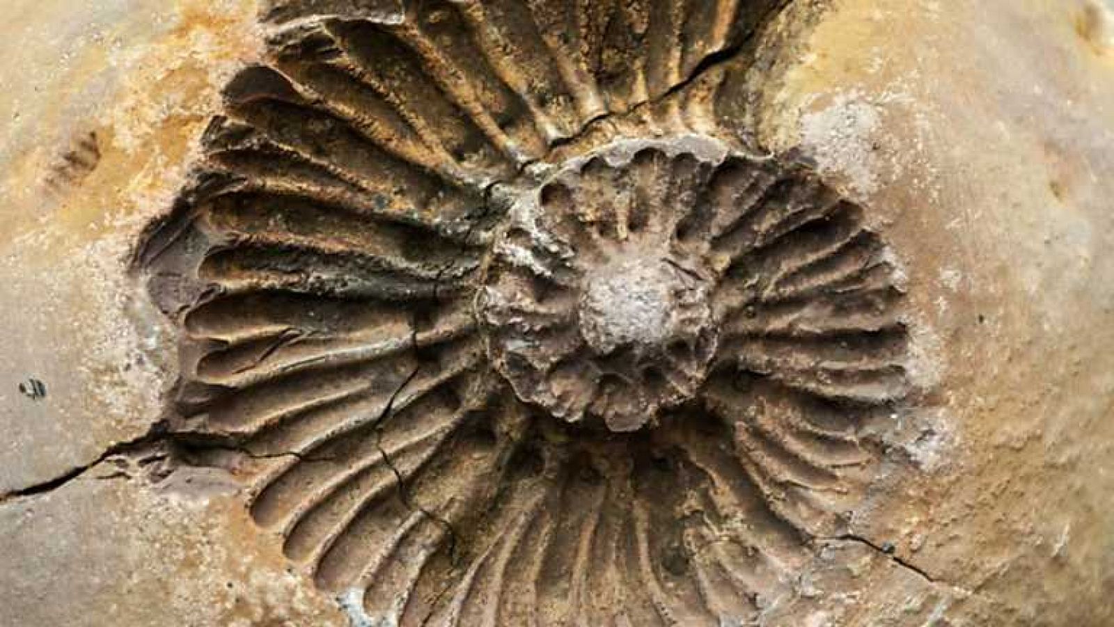 Docufilia - Historia de la vida: La extinción, el final y un nuevo comienzo - Ver ahora