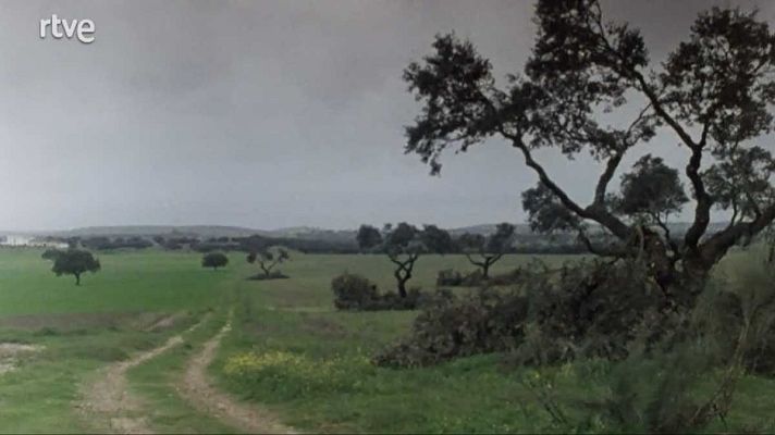 La raya - Camisa de rayas (I)