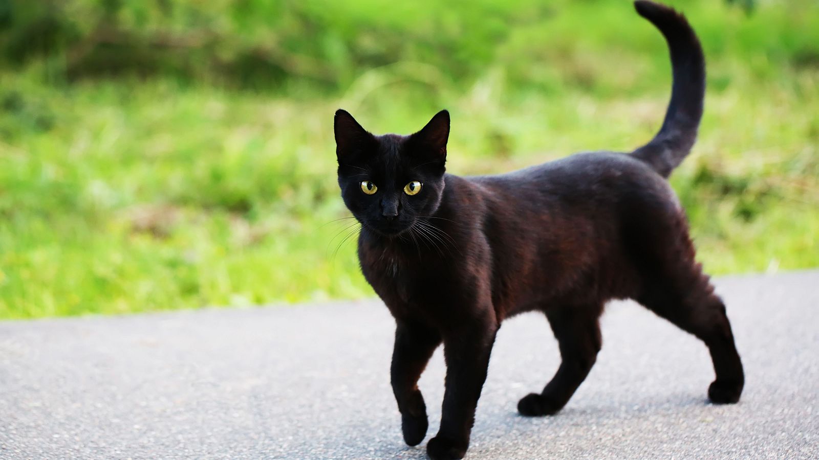 Prohibida la adopción de gatos negros durante Halloween en Terrasa | Ver