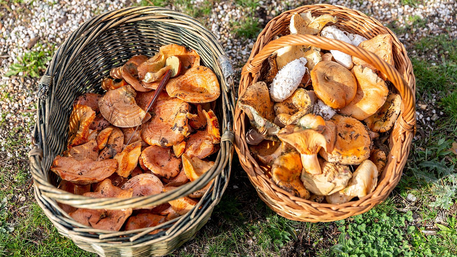 Condiciones climáticas retrasan la temporada de setas - Telediario 1 | Ver