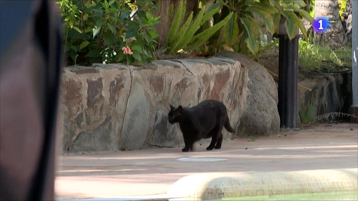 L'Informatiu - Terrassa suspèn l'adopció de gats negres i blancs per Tots Sants
