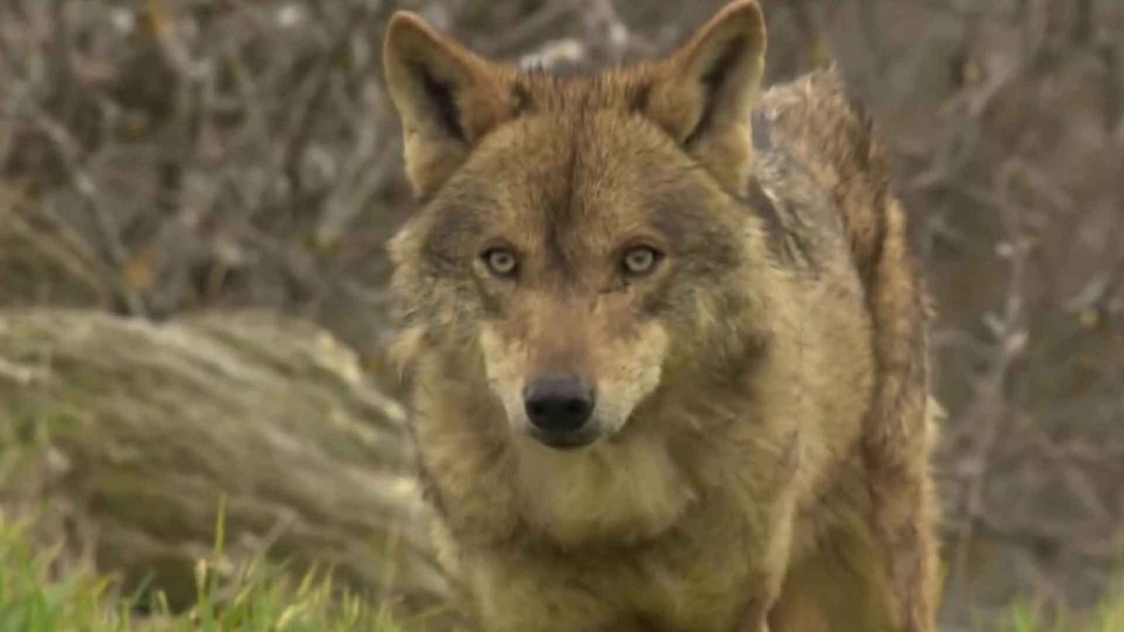 Objetivo Planeta - El lobo ibérico pierde diversidad genética - Objetivo Planeta | Ver