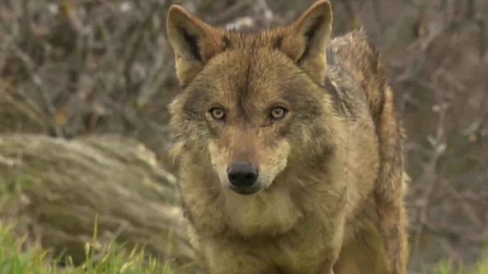 Objetivo Planeta - El lobo ibérico pierde diversidad genética