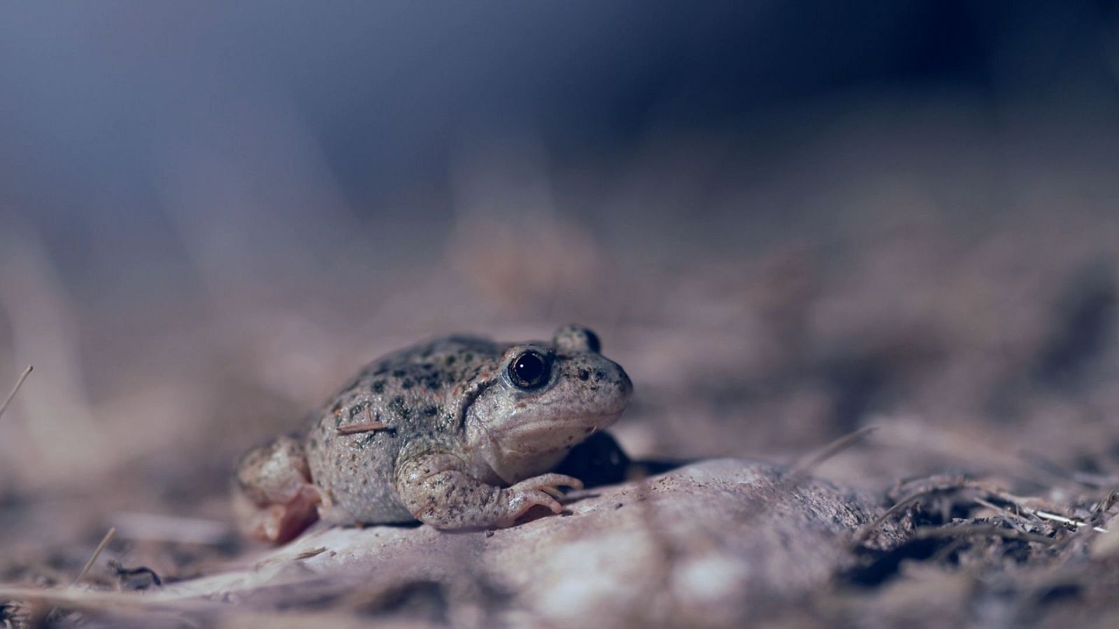 El escarabajo verde - Relato de una crisis - El escarabajo verde | Ver