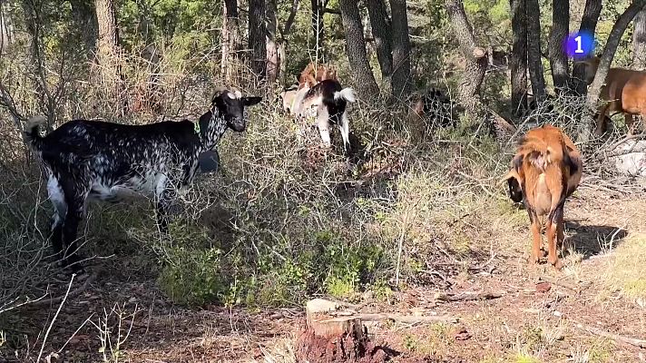 L'Informatiu - Tarrés utilitza ramats per prevenir incendis forestals