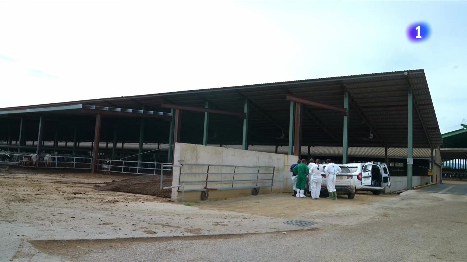 Unió de Pagesos reclama vacunar tot el bestiar català - L'Informatiu | Veure