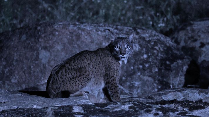 Territorio salvaje - El territorio salvaje del lince ibérico