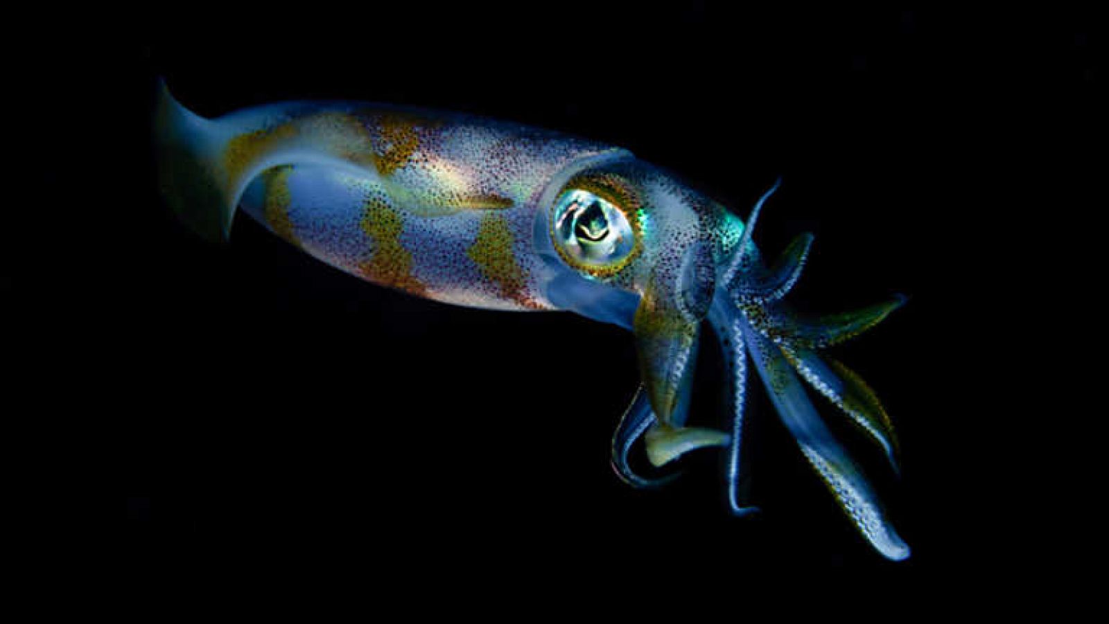 Grandes documentales - Buceando con alienígenas - ver ahora