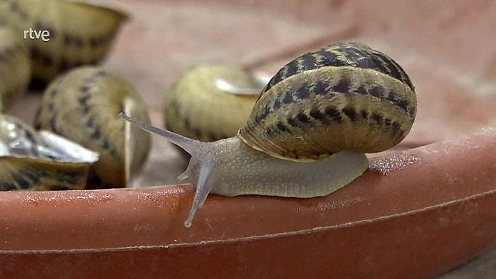 Aquí hay trabajo - Caracol, col, col