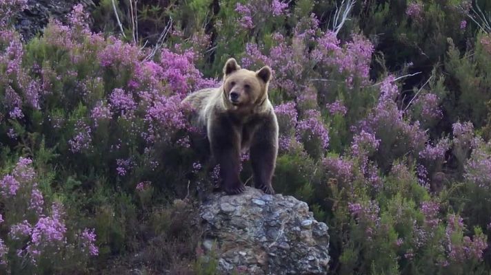 Territorio salvaje - Territorio salvaje - Episodio 2: El territorio del oso cantábrico