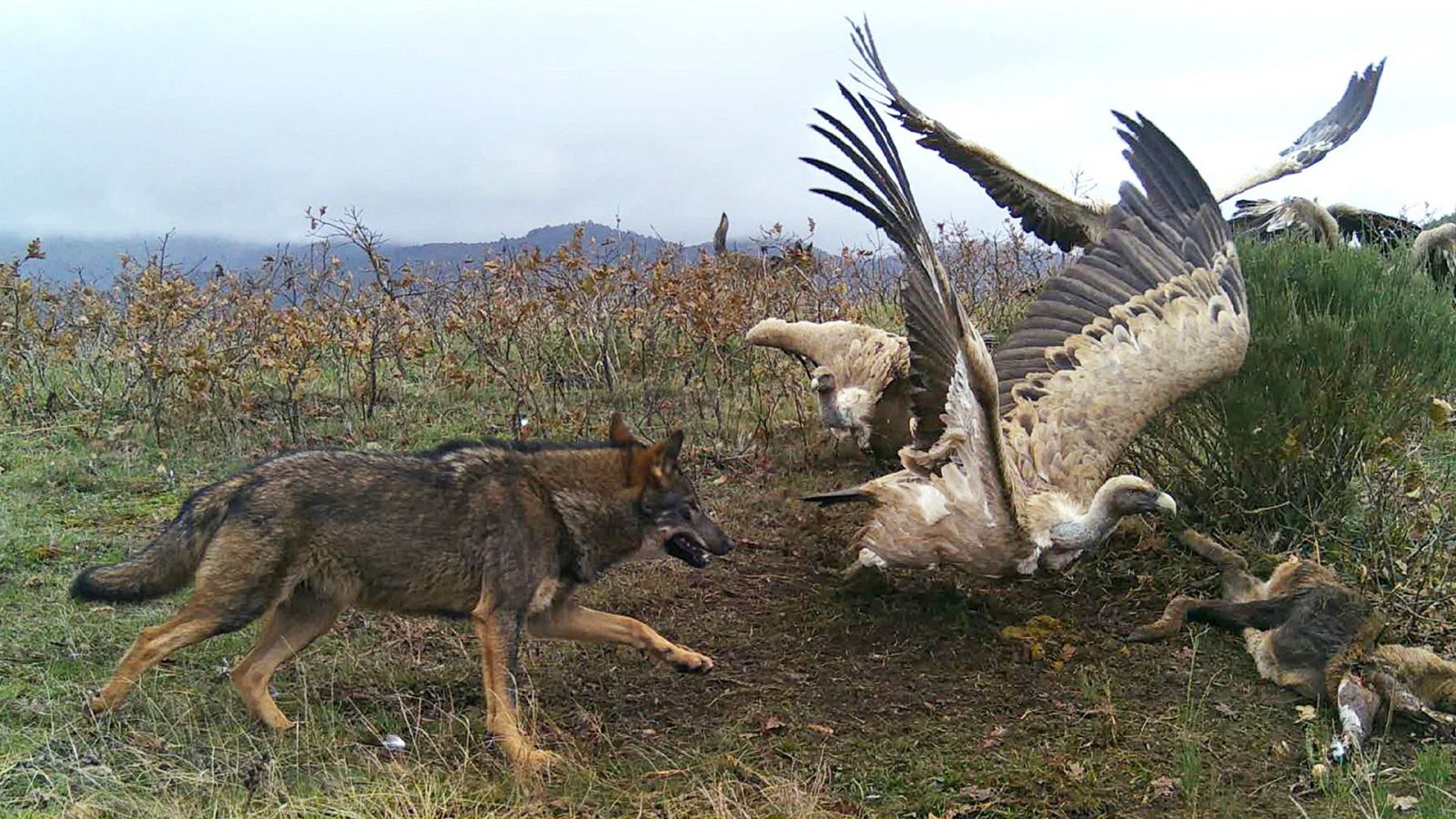Territorio salvaje - Episodio 3: El territorio del lobo ibérico - Territorio salvaje | Ver