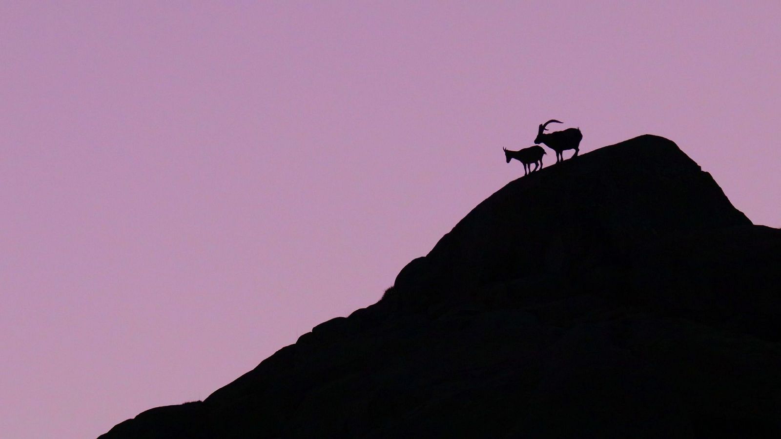 Territorio salvaje - Episodio 5: El territorio de la cabra montés - Territorio salvaje | Ver