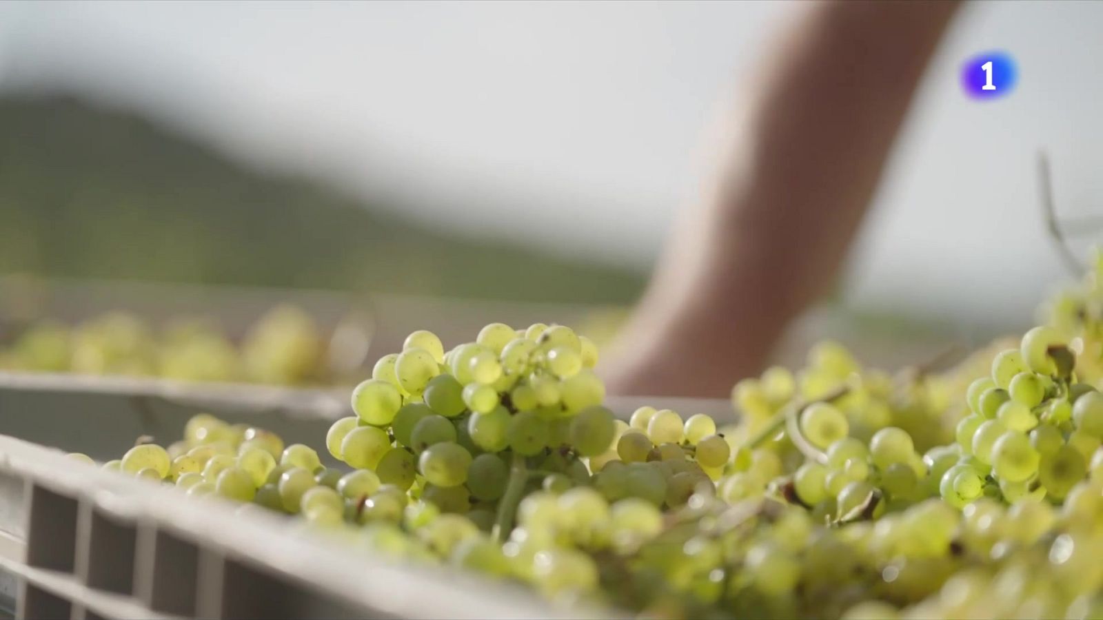 El Penedès impulsa una viticultura 100% ecològica - L'Informatiu | Veure