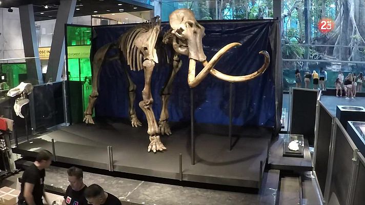 L'Informatiu - Un mamut llanut de 50.000 anys arriba al CosmoCaixa