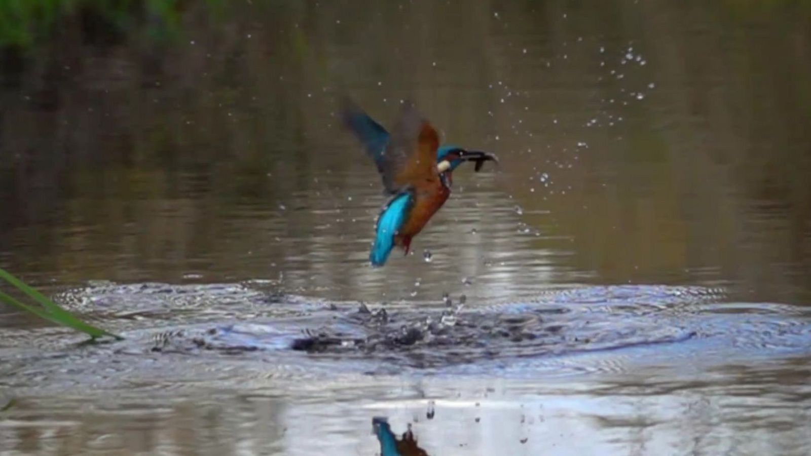 Territorio salvaje - Episodio 6: El territorio del Martín Pescador - Territorio salvaje | Ver