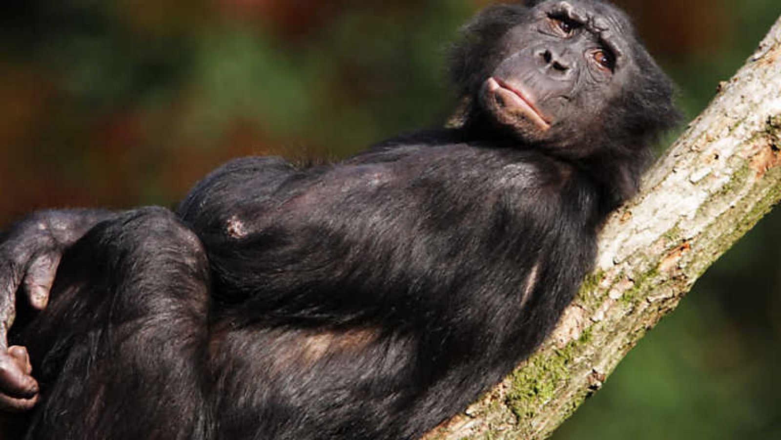 Grandes documentales - Congo. Huellas en la jungla