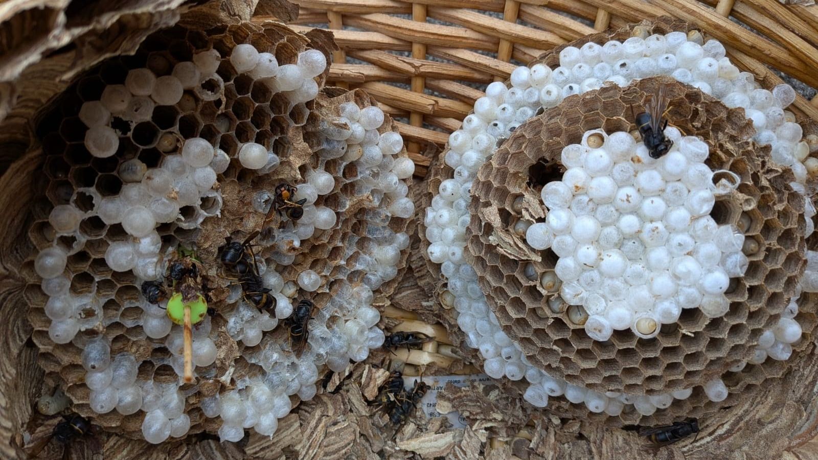 Tres personas muertas en dos semanas por picaduras de avispas velutinas en Galicia - Telediario 1 | Ver