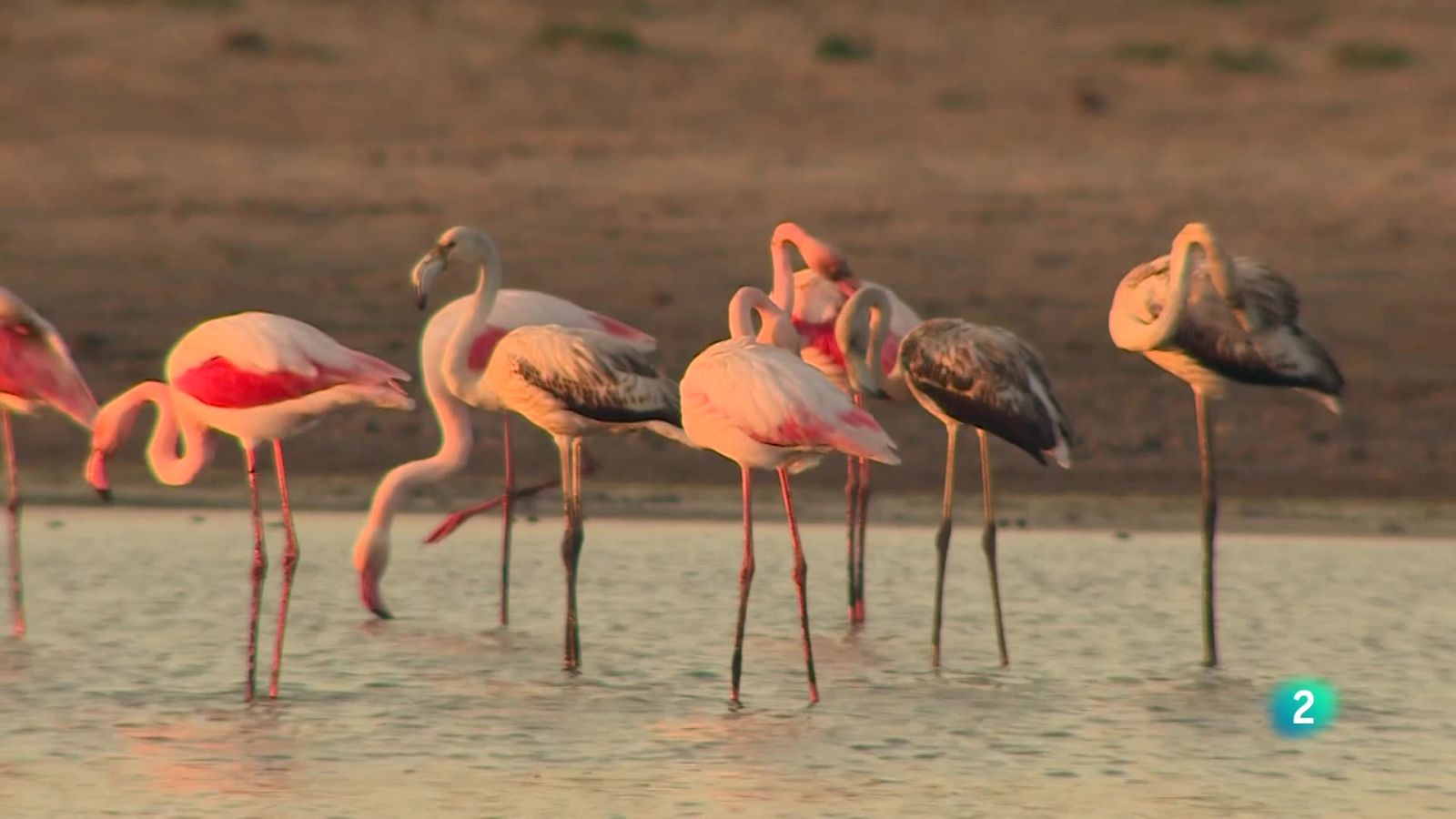 Telecanarias tarde - 29/10/2025 | Ver