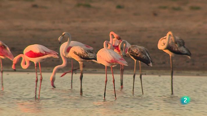 Telecanarias - Telecanarias tarde - 29/10/2025