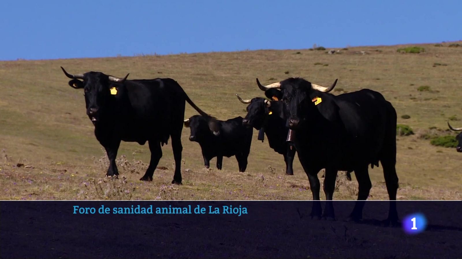 Informativo Telerioja 31-10-2025 | Ver