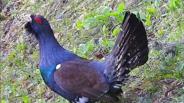 Objetivo Planeta - Valsemana: salvar el urogallo