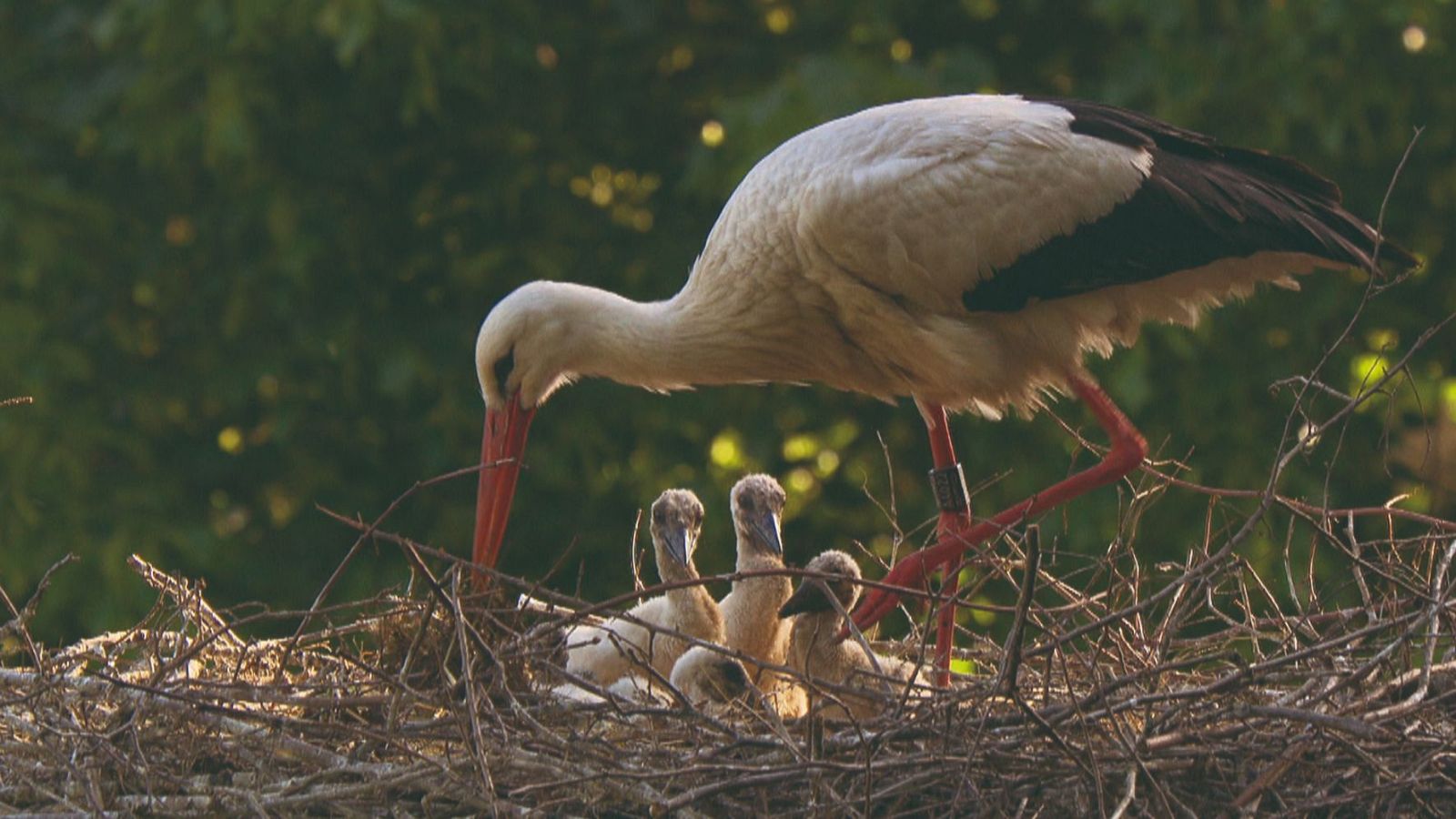 Lugares extraordinarios del mundo - Episodio 2: La cordillera de los Vosgos franceses - Lugares extraordinarios del mundo | Ver