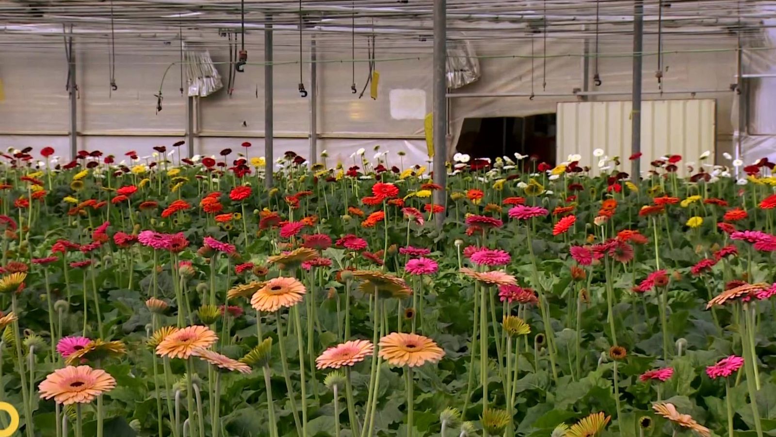 Agrosfera - 01/11/25 - Agrosfera | Ver