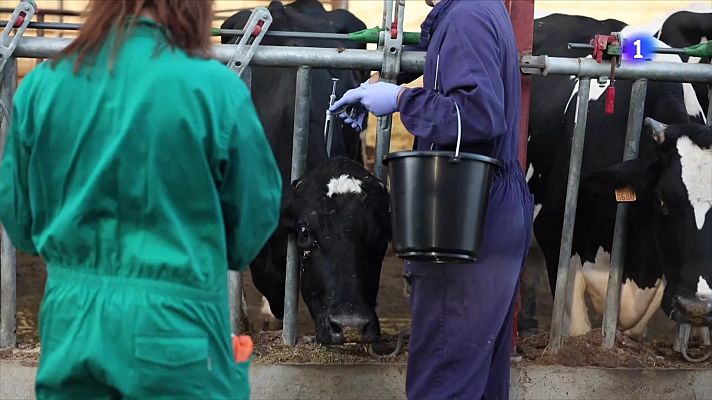 L'Informatiu - La vacunació encara no atura la dermatosi nodular