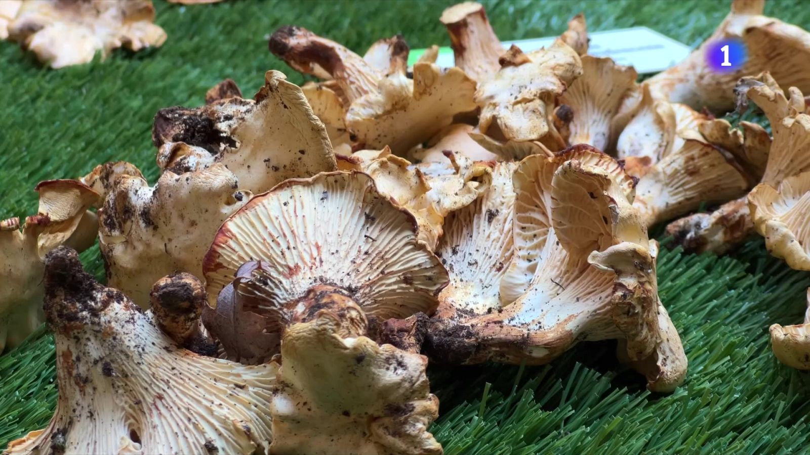 Balanç positiu a mitja temporada de bolets