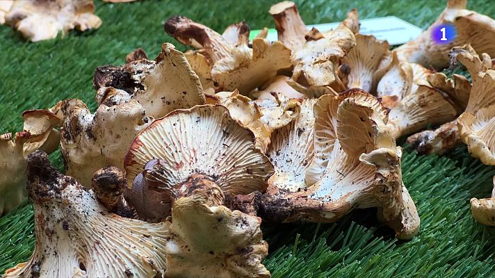 L'Informatiu - Balanç positiu a mitja temporada de bolets