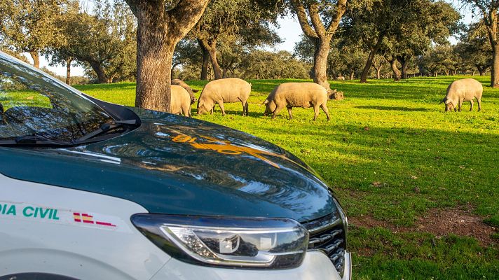 Telediario Fin de Semana - Cómo investiga el Seprona los delitos contra el medio ambiente