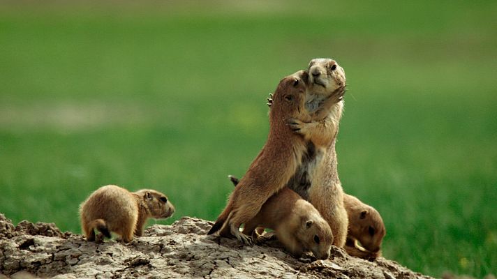 Somos documentales - Érase una vez en la pradera - Somos Documentales | Ver documental