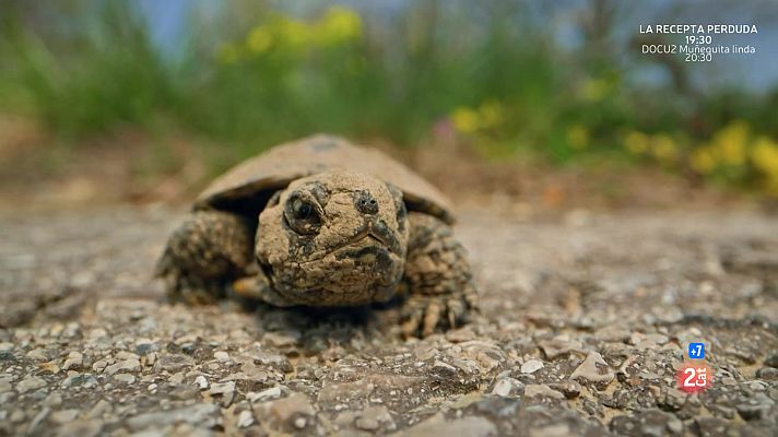 Som Documentals - Grans rius: Danubi
