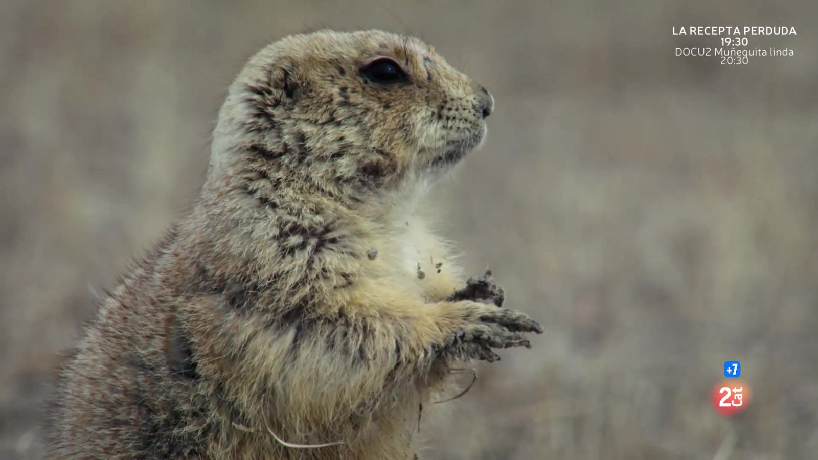 Hi havia una vegada a la praderia - Grans documentals - Som Documentals | Veure documental
