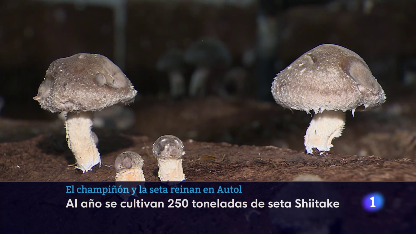 directo_cms_sin_mosca_Informativo_Telerioja__03_11_2025_03_11_2025_175532 | Ver