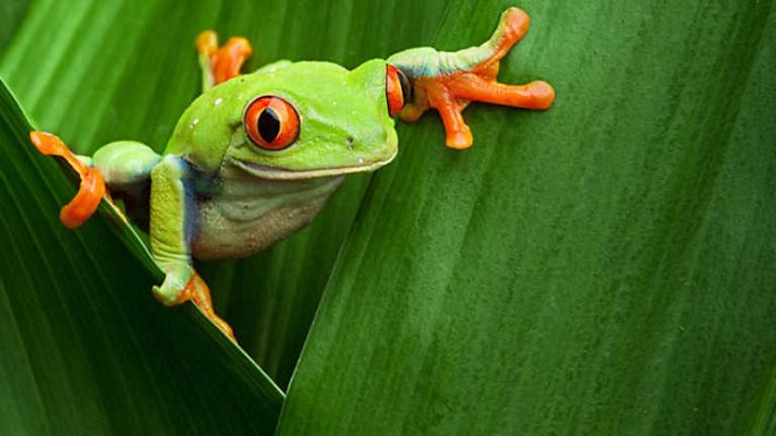 Ranas, la delgada línea verde