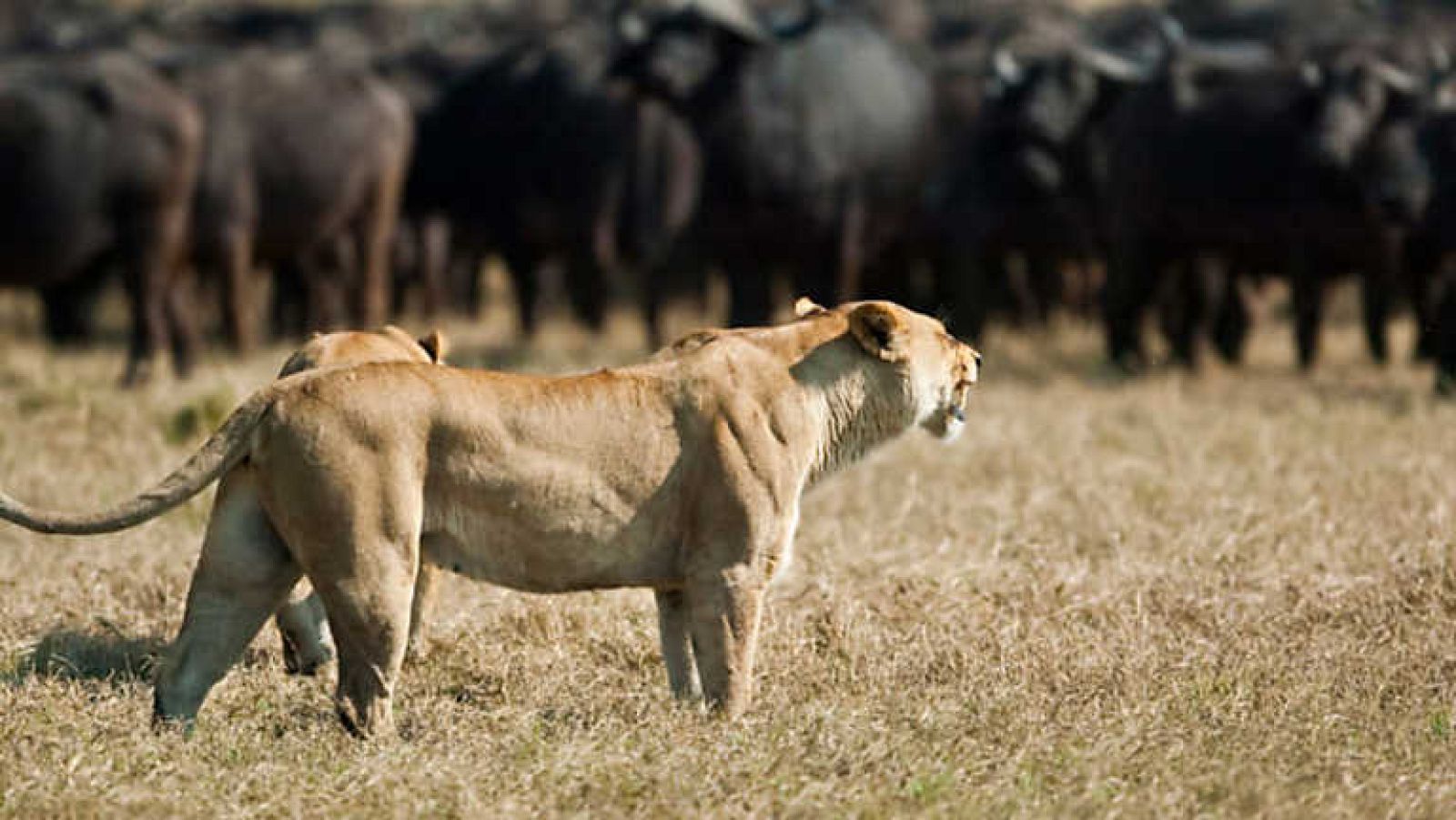 Grandes documentales - Enemigos íntimos - ver ahora