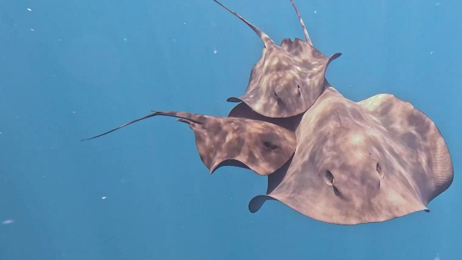 El apareamiento de las mantarrayas