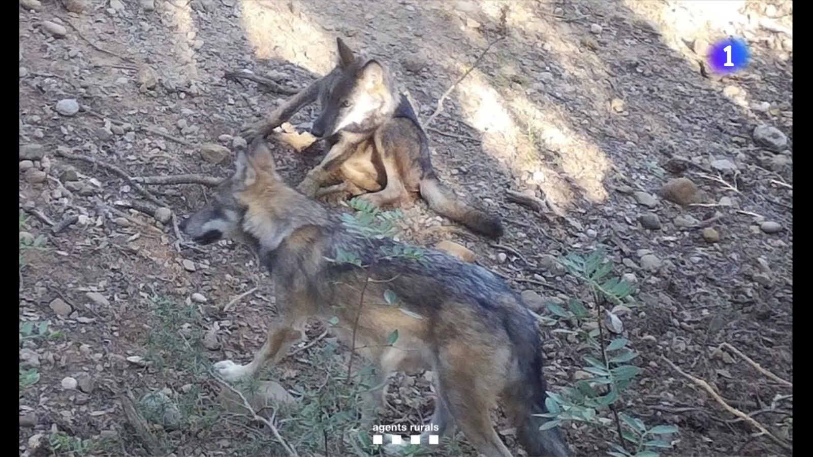 Detectada la primera llopada a Catalunya en un segle