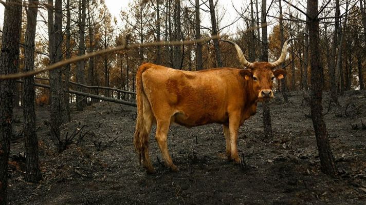 Telediario 1 - Chapapote de monte, el residuo de los incendios de agosto