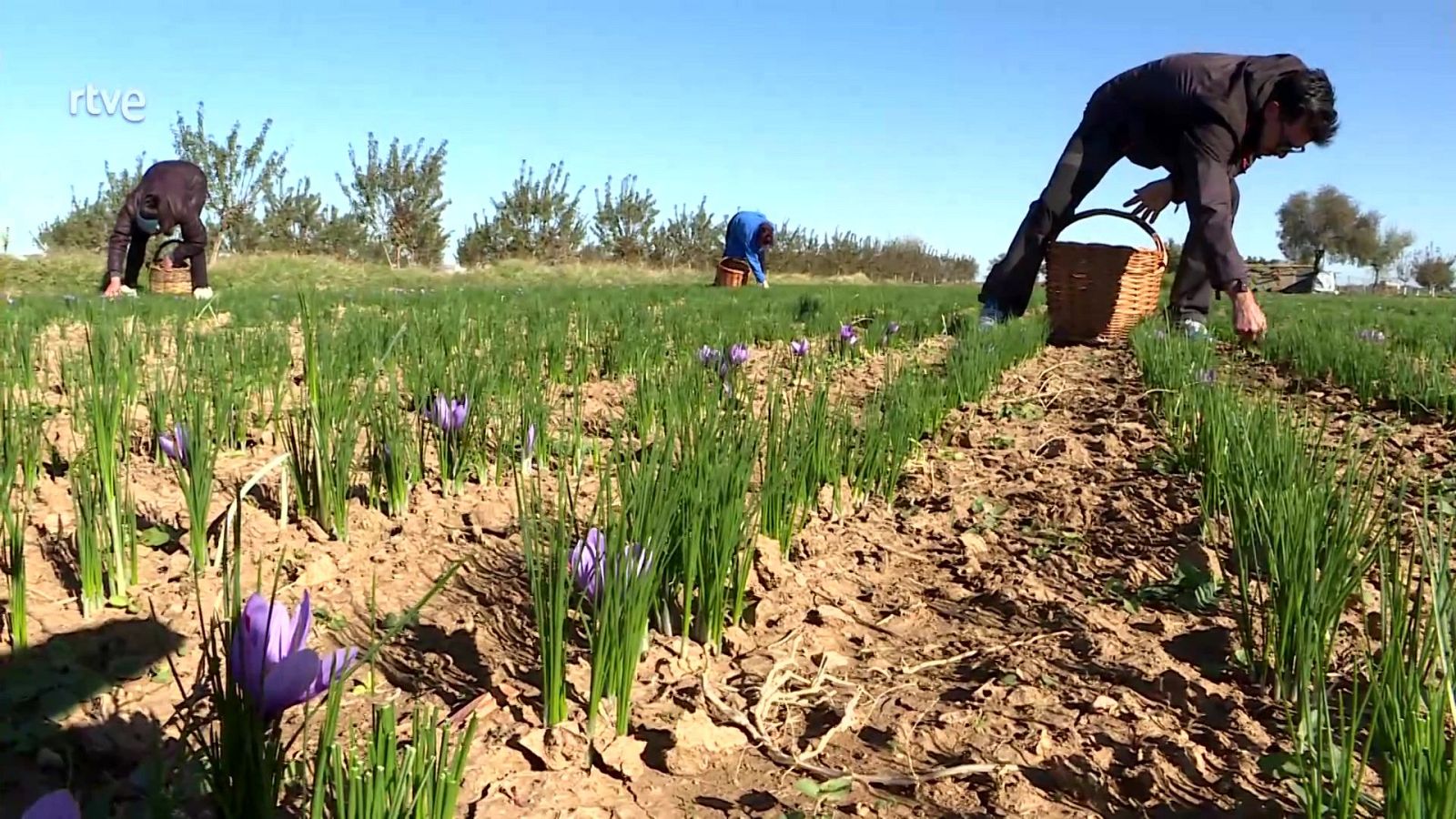 Agrosfera - 08/11/25 - Agrosfera | Ver