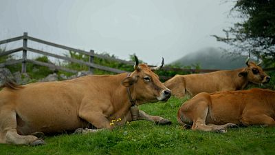 Astuarias, un tesoro entre montañas