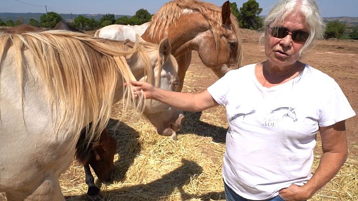 El escarabajo verde - El escarabajo verde - Redención
